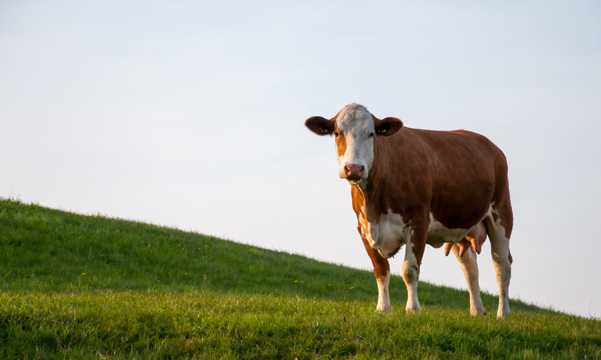 The Derbyshire Dales